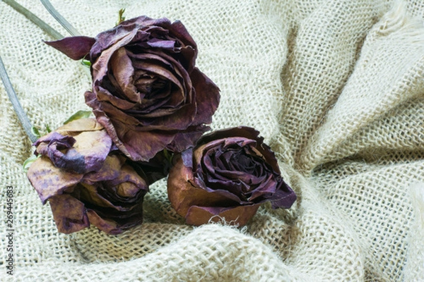 Fototapeta Flores secas