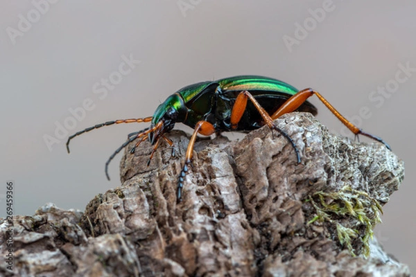 Obraz Golden Ground Beetle - Carabus auratus