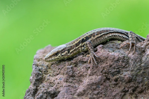 Obraz The common wall lizard - Podarcis muralis
