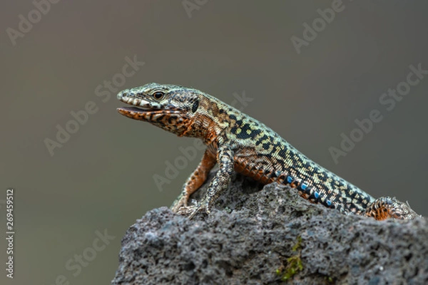Obraz The common wall lizard - Podarcis muralis