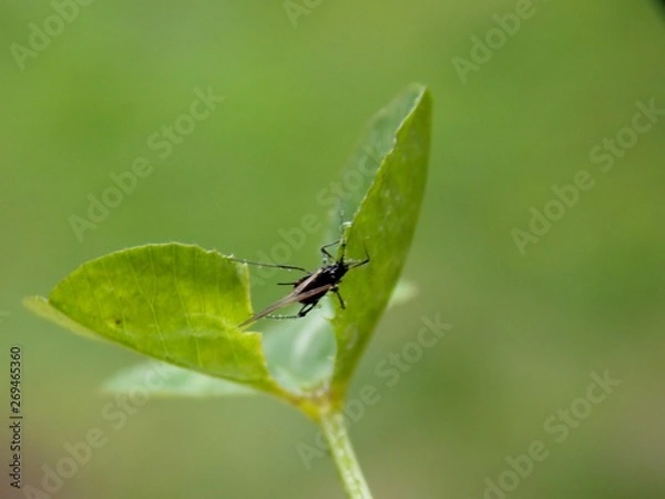 Fototapeta a little black beetle on the clover list
