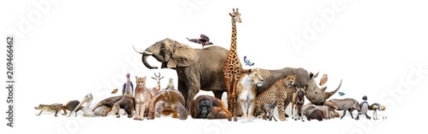 Fototapeta Wild Zoo Animals on White Web Banner