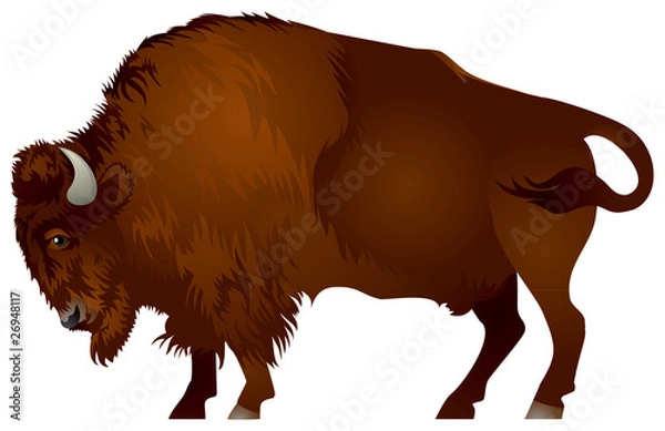 Obraz Bison