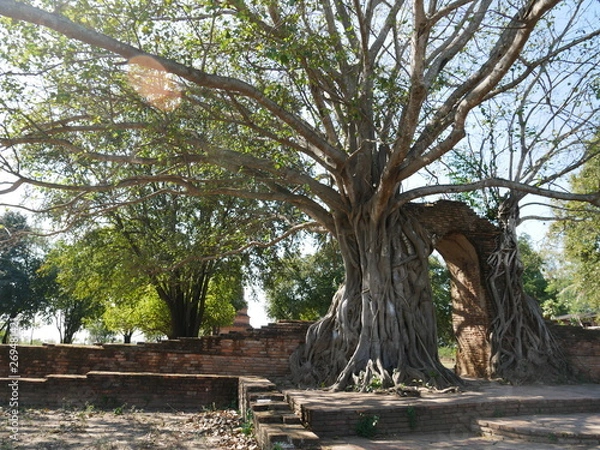 Fototapeta Nature gate