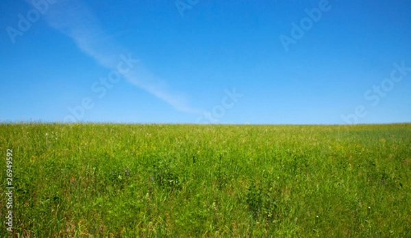 Obraz grass on the hill