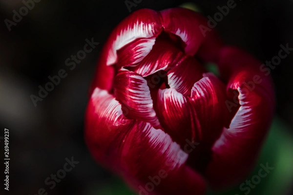 Fototapeta red tulip on black background
