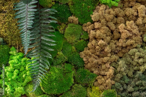 Fototapeta different stabilized moss close up