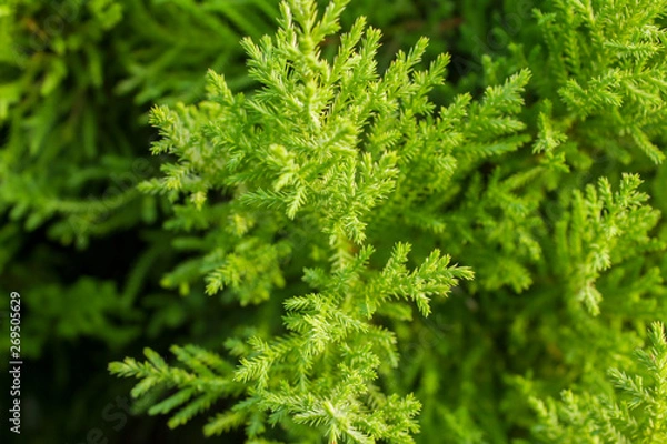 Fototapeta bright green conifer needles on a branch close up on a blurred background of a bush