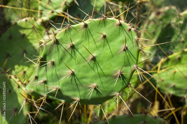 Fototapeta fresh green leaf of a cactus with needles close-up on a blurred background of a bush
