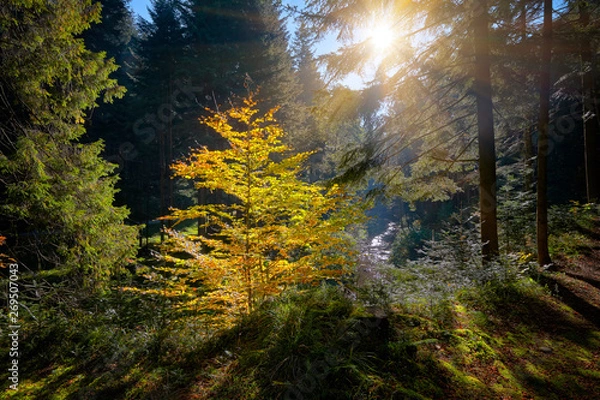 Obraz The sun's rays make their way through the foliage of the autumn forest.