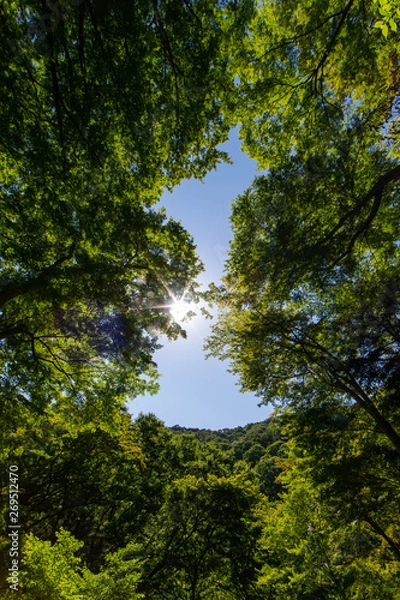 Fototapeta 箕面の滝に続く道の新緑と木漏れ日