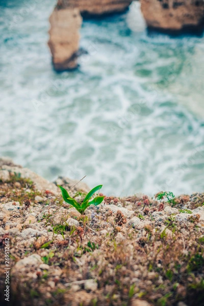 Obraz plants on the beach