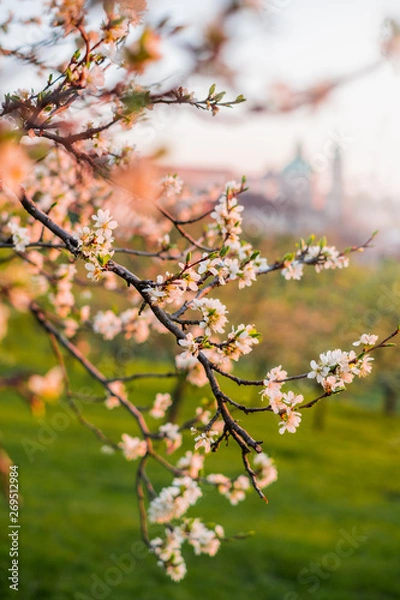 Obraz Morning in Prague