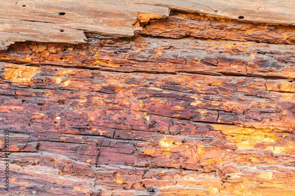 Fototapeta Close-up of bark and pattern on the side of an old log