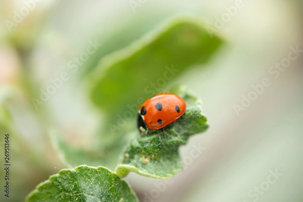 Obraz Red ladybug on apple tree leaf macro close-up