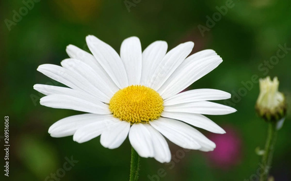 Obraz Summer flowers.