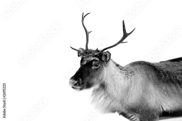 Obraz reindeer