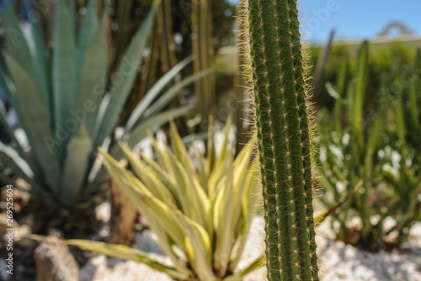 Obraz cactus garden in a resort on the coast of red sea