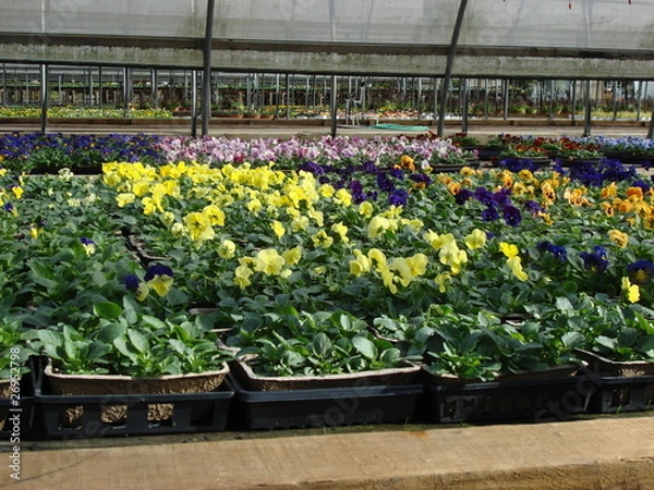 Obraz winter pansies