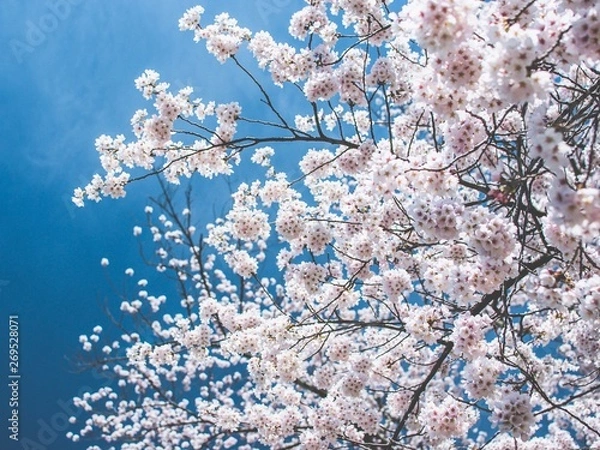 Fototapeta 思ひ出