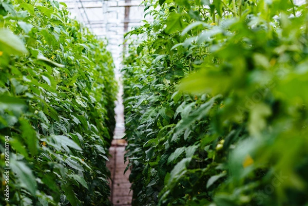 Obraz Greenhouse with tomatoes, long aisle between green plants