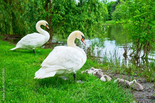 Obraz Mute swans on guard with adorable cygnets sleeping at the edge of an island in Alexandru Ioan Cuza park, Bucharest, Romania, an urban park with a lake. Springtime in the city.