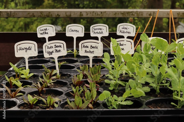 Fototapeta plants in nursery pots on a balcony. Every plant has a sign with their name written on it in german.