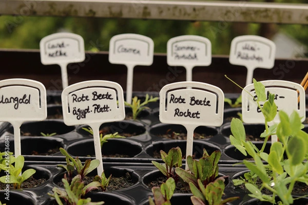 Fototapeta plants in nursery pots on a balcony. Every plant has a sign with their name written on it in german.