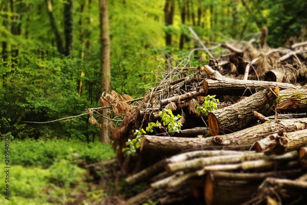 Fototapeta Woodpile in the forest with green trees around