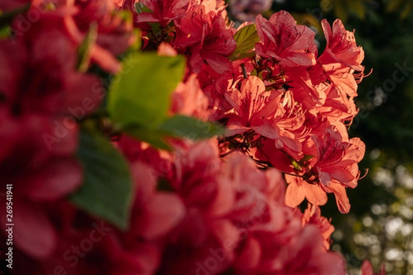 Obraz ツツジ(Azalea)