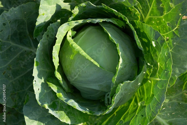 Obraz green cabbage