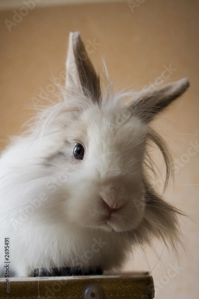 Obraz the royal lionhead's rabbit