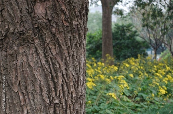 Obraz tree trunk in park