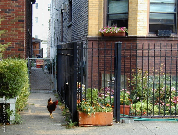 Obraz West side Chicago urban chicken rooster on the loose with cat watching