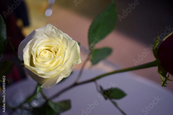 Fototapeta White Rose
