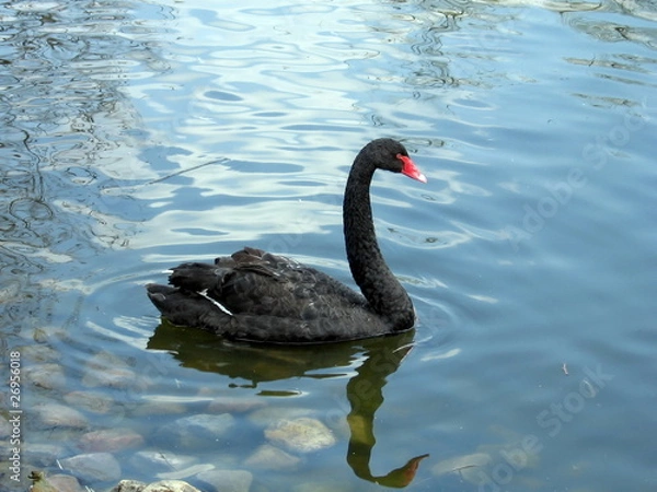 Obraz Black swan