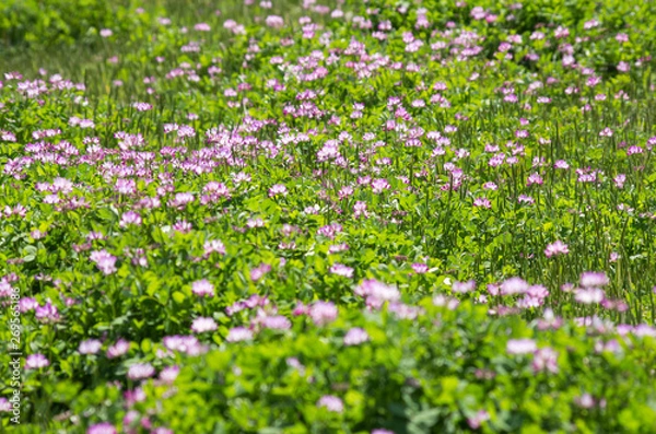 Fototapeta 蓮華の咲く田んぼの風景