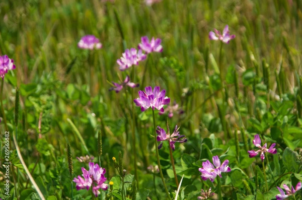 Fototapeta 初夏・蓮華