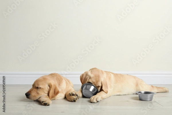 Fototapeta Cute yellow labrador retriever puppies with feeding bowls on floor indoors. Space for text