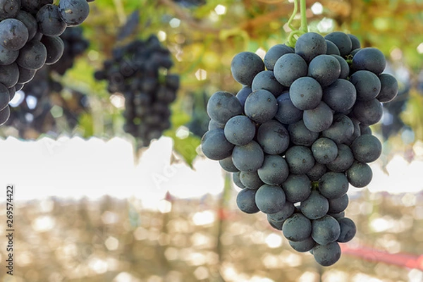 Fototapeta Uva negra colgando en el árbol