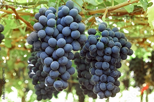 Fototapeta Uva negra colgando en el árbol