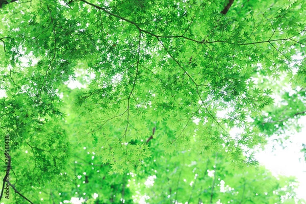 Obraz 新緑の葉