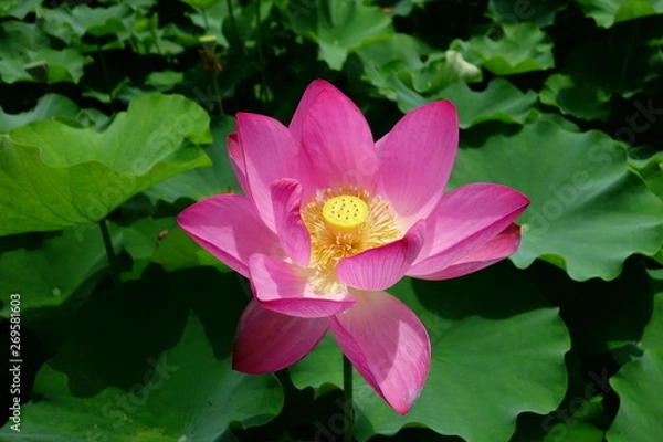 Obraz Fleur de lotus