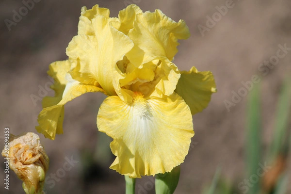 Fototapeta Yellow iris flower close-up in garden. Cultivar Lemon Pop from Intermediate Bearded Iris (IB) Group