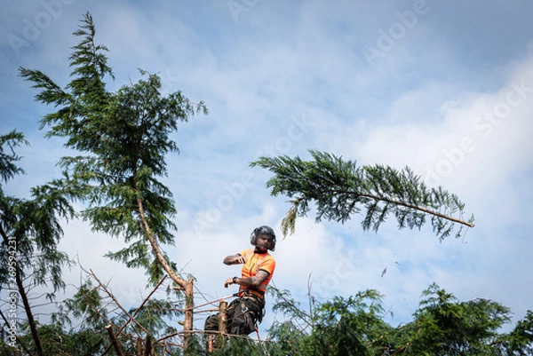 Fototapeta Tree surgeon hanging from ropes in the crown of a tree, throwing cut branches down. The adult male is wearing full safety equipment.