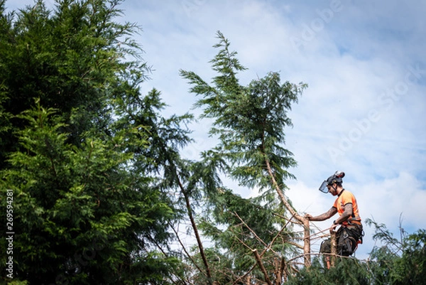 Fototapeta Tree surgeon hanging from ropes in the crown of a tree using a chainsaw to cut branches down. The adult male is wearing full safety equipment.