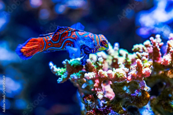 Obraz ニシキテグリ