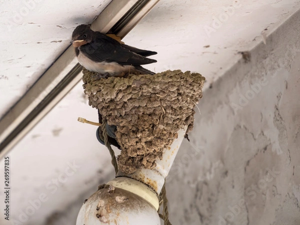 Fototapeta 燕の巣立ち