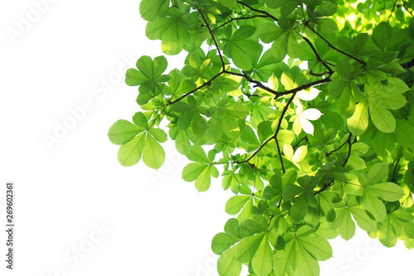 Obraz 新緑（トチノキ）