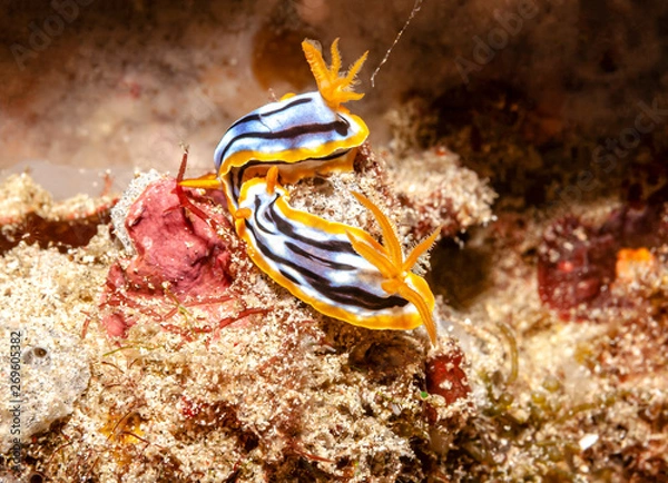 Obraz Lass es uns doch mal versuchen